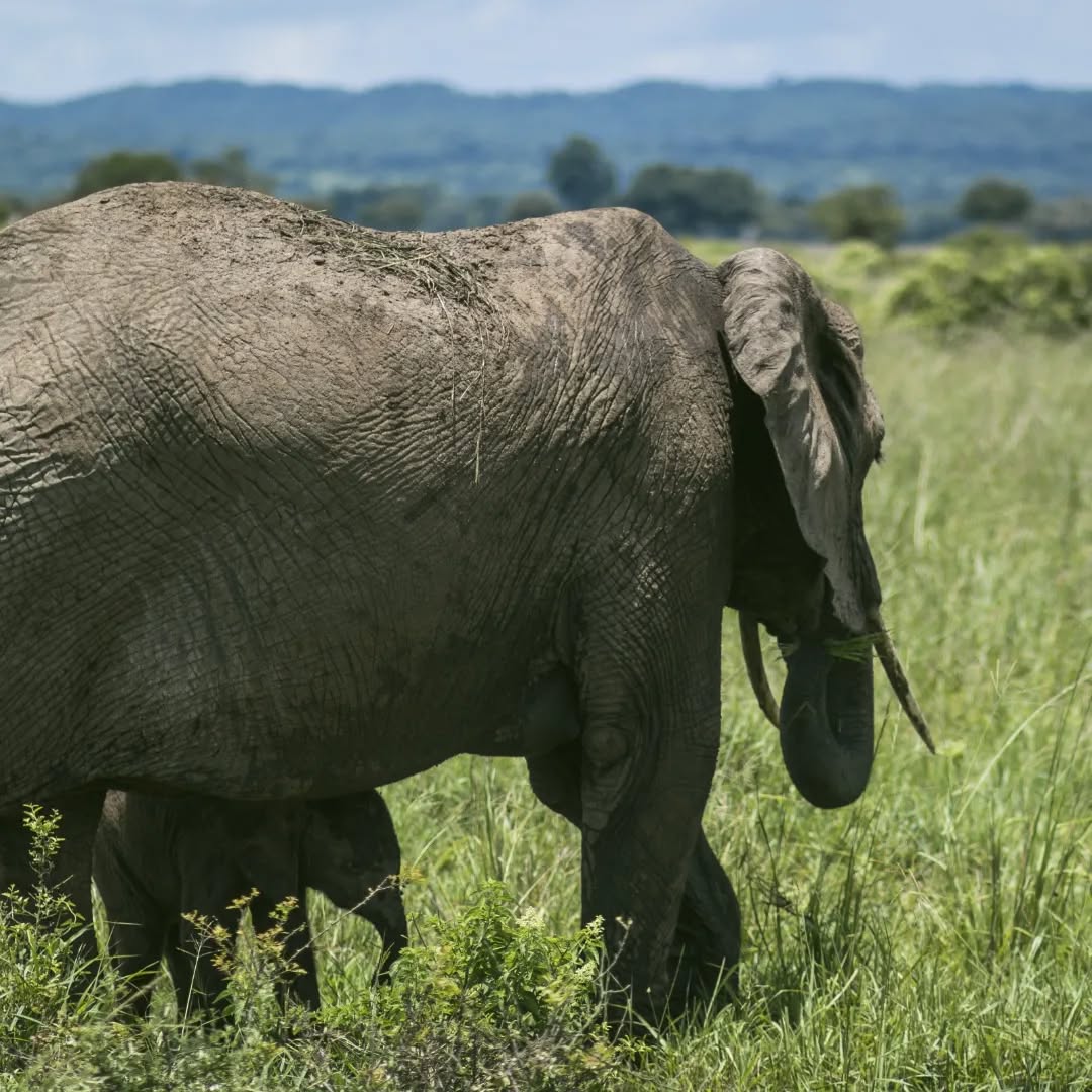 Tarangire